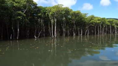 Okinawa, Japonya - 13 Temmuz 2021: Iriomote Adası, Japonya 'daki Nakama nehri boyunca güzel bir mangrov ormanı
