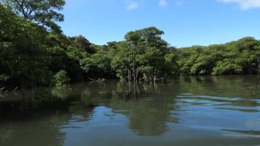 Okinawa, Japonya - 13 Temmuz 2021: Iriomote Adası, Japonya 'daki Nakama nehri boyunca güzel bir mangrov ormanı