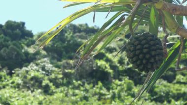 Okinawa, Japonya - 12 Temmuz 2021: Pandanus odoratissimus or screw pine or Adan