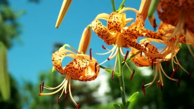 Tokyo, Japonya-18 Temmuz 2021: Kaplan Zambağı ya da Lilium Lancifolium 'un yaz aylarında mavi gökyüzü altında kapatılması
