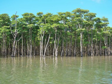 Okinawa, Japonya - 13 Temmuz 2021: Iriomote Adası, Japonya 'daki Nakama nehri boyunca güzel bir mangrov ormanı