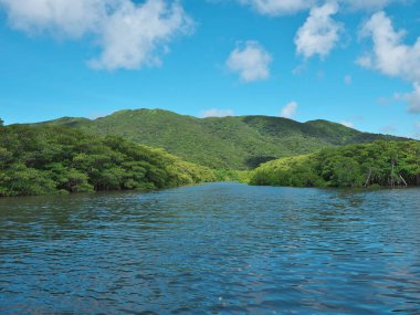 Okinawa, Japonya - 13 Temmuz 2021: Iriomote Adası, Japonya 'daki Nakama nehri boyunca güzel bir mangrov ormanı
