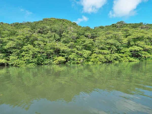 Okinawa Japan Juli 2021 Vacker Mangroveskog Längs Floden Nakama Iriomote — Stockfoto