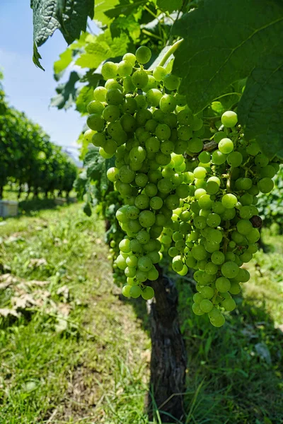 Nagano Japão Julho 2021 Fechar Uvas Merlot Vinha — Fotografia de Stock