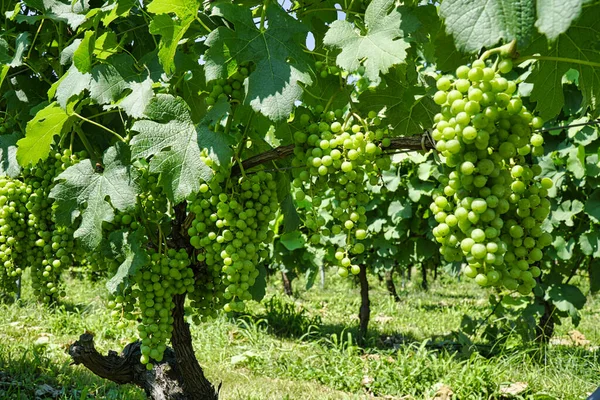 Nagano Japão Julho 2021 Fechar Uvas Merlot Vinha — Fotografia de Stock