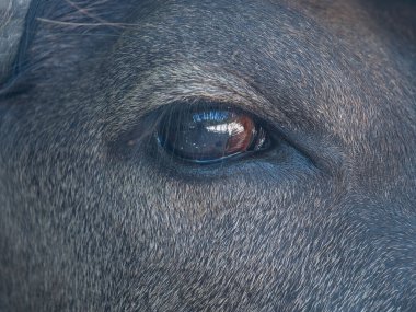 Okinawa, Japonya - 13 Temmuz 2021: Bir bufalo gözüne yakın çekim
