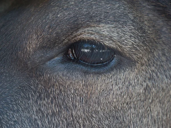 Okinawa Japan Juli 2021 Närbild Ett Vatten Buffel Öga — Stockfoto