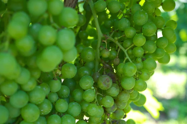 Nagano Japán Július 2021 Downy Mildew Merlot Szőlő Szőlőültetvényen — Stock Fotó