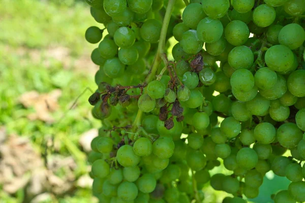 Nagano Japán Július 2021 Downy Mildew Merlot Szőlő Szőlőültetvényen — Stock Fotó