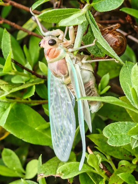 Tokyo Japan July 2021 Newly Emerged Cicada Planting Fence Japan — ストック写真