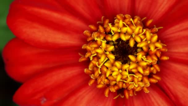 Tokyo Japonya Temmuz 2021 Tek Çiçekli Kırmızı Zinnia Çiçeğinin Kapatılması — Stok video