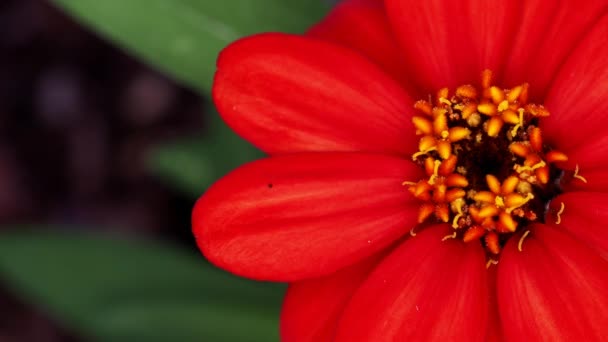 Tokyo Japan Juli 2021 Närbild Röda Enblommiga Zinnia Blomma — Stockvideo