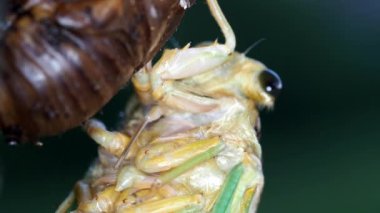 Tokyo, Japonya-31 Temmuz 2021: Japonya 'da yeni doğan ağustos böceği.