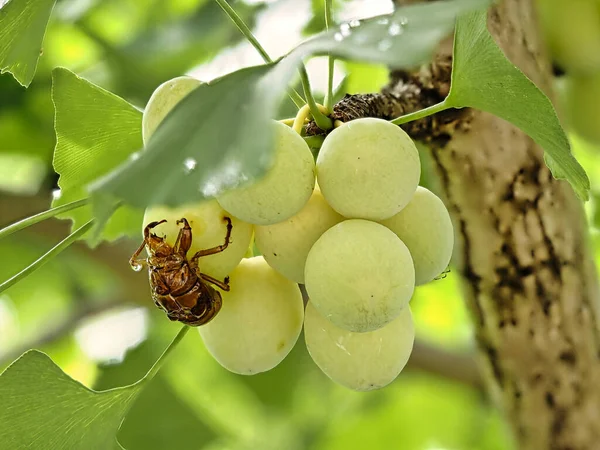 Tóquio Japão Julho 2021 Invólucro Cicada Nozes Ginkgo — Fotografia de Stock