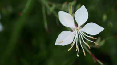 Tokyo, Japonya - 2 Ağustos 2021: Beyaz gaura çiçeğinin kapanışı