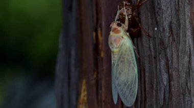 Tokyo, Japonya - 2 Ağustos 2021: (16 kat hız) Japonya 'da bir ağaç kabuğunda yeni ortaya çıkan kahverengi ağustos böceği