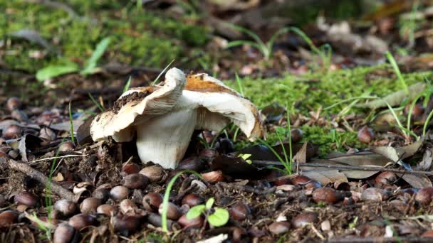 Tokio Japón Agosto 2021 Primer Plano Russula Hongos Recién Nacidos — Vídeos de Stock