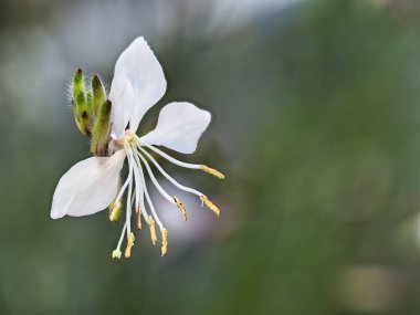 Tokyo, Japonya - 2 Ağustos 2021: Beyaz gaura çiçeğinin kapanışı