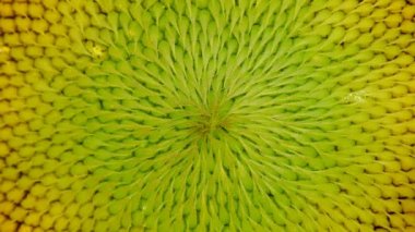 Tokyo, Japonya - 1 Ağustos 2021: Ayçiçeği boru çiçeğinin kapanışı