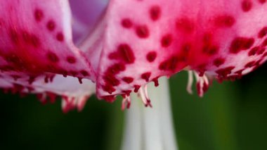 Tokyo, Japonya - 6 Ağustos 2021: Pembe Kaplan Zambağı veya Lilium Lancifolium