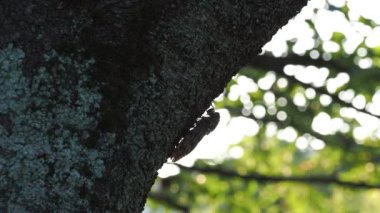 Tokyo, Japonya - 6 Ağustos 2021: Sabah bir ağaca tırmanan kahverengi ağustos böceği