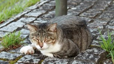 Tokyo, Japonya - 6 Ağustos 2021: Sabahları rahatlamış kedi