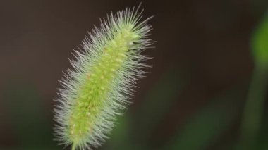 Tokyo, Japonya - 6 Ağustos 2021: Setaria viridis, yeşil tilki kuyruğu, yeşil kılkuyruk veya vahşi tilki darı