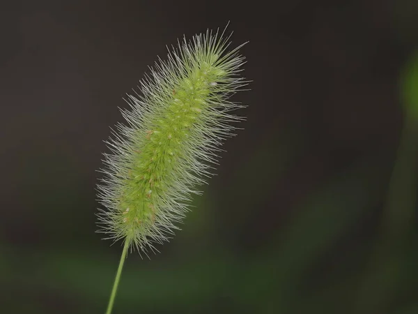 Tokyo Japan August 2021 Closeup Setaria Viridis Green Foxtail Green — Stock Photo, Image