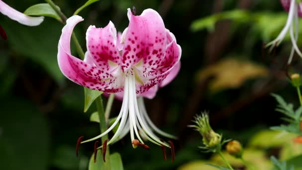 Tokyo Japonya Ağustos 2021 Pembe Kaplan Zambağı Veya Lilium Lancifolium — Stok video