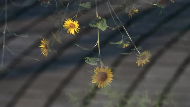 Tokio Japonia Sierpnia 2021 Lustro Słoneczników Powierzchni Wody — Wideo stockowe