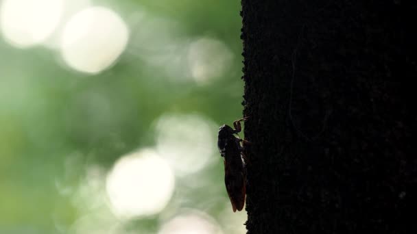 Tokio Japón Agosto 2021 Una Cigarra Marrón Trepando Árbol Por — Vídeos de Stock