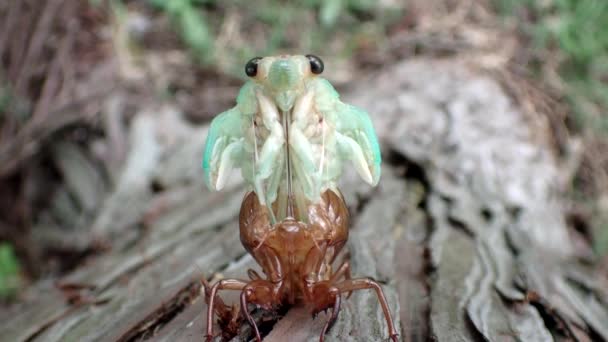 Tokyo Japonya Ağustos 2021 Ağacın Tepesindeki Kahverengi Ağustos Böceğinin Yüzü — Stok video