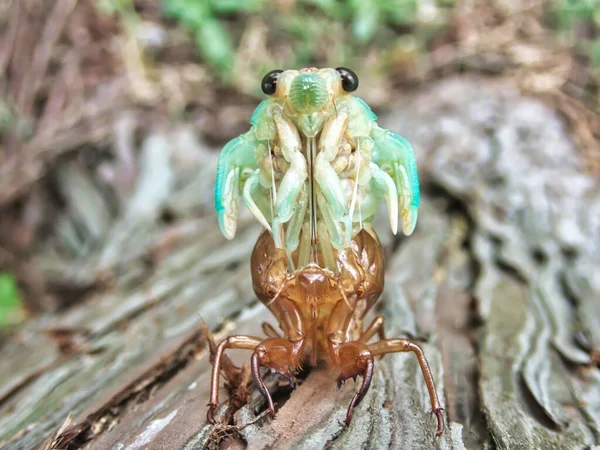 Tokio Japan August 2021 Großaufnahme Eines Gesichts Einer Braunen Zikade — Stockfoto