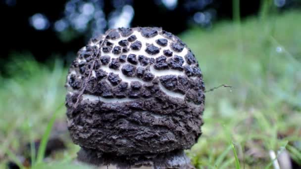 Tóquio Japão Agosto 2021 Encerramento Corpo Jovem Amanita Pantherina — Vídeo de Stock