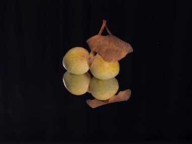 Tokyo, Japonya - 19 Ağustos 2021: Siyah arka planda Ginkgo fıstıklarının yakın çekimi