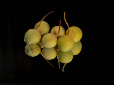 Tokyo, Japonya - 19 Ağustos 2021: Siyah arka planda Ginkgo fıstıklarının yakın çekimi