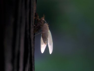 Tokyo, Japonya - 14 Ağustos 2021: Sabah bir ağaçta kahverengi bir ağustos böceğinin doğuşu