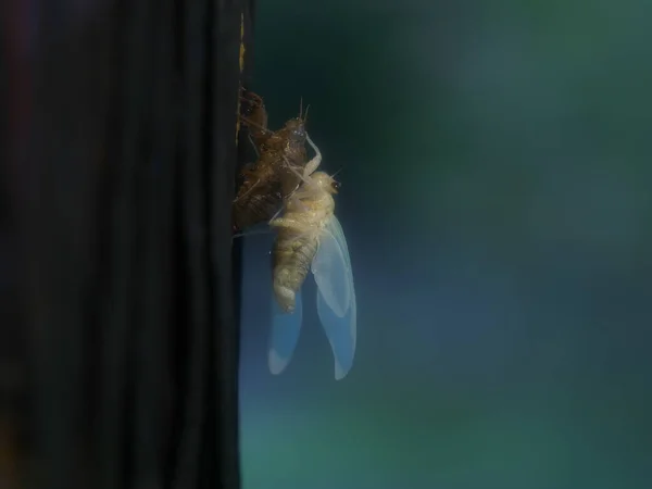 Τόκιο Ιαπωνία Αυγούστου 2021 Closeup Emergence Brown Cicada Tree Morning — Φωτογραφία Αρχείου