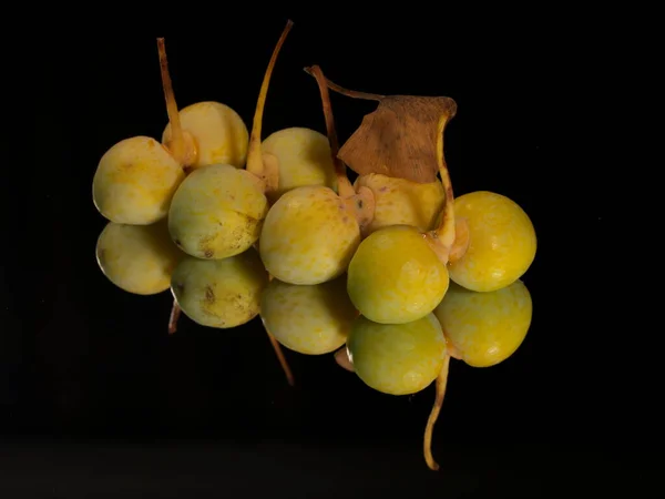 Tokio Japón Agosto 2021 Primer Plano Las Nueces Ginkgo Sobre —  Fotos de Stock