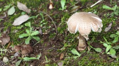 Tokyo, Japonya - 24 Ağustos 2021: Ormanda Amanita Pantherina 'nın Kapanışı
