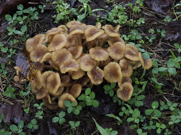 Tokyo Japon Septembre 2021 Naratakemodoki Armillariella Tabescens Poussant Colonies Sous — Photo