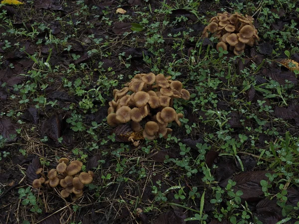 Tokyo Giappone Settembre 2021 Naratakemodoki Armillariella Tabescens Che Crescono Nelle — Foto Stock