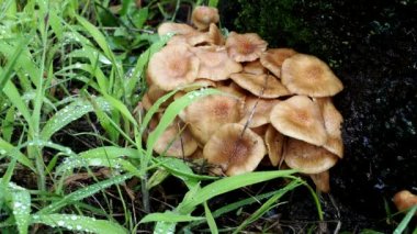 Tokyo, Japonya - 3 Eylül 2021: Naratakemodoki veya Armillariella tabescens yağmurda büyüyen koloniler