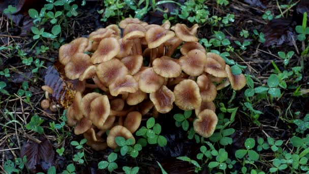 Tokio Japón Septiembre 2021 Naratakemodoki Armillariella Tabescens Crecen Colonias Bajo — Vídeo de stock