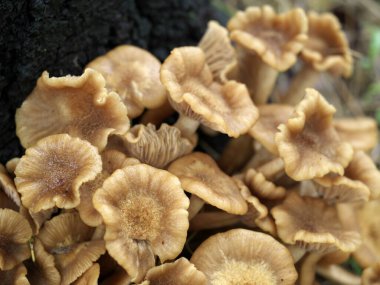 Tokyo, Japonya - 5 Eylül 2021: Naratakemodoki veya Armillariella tabescens yağmurda büyüyen koloniler