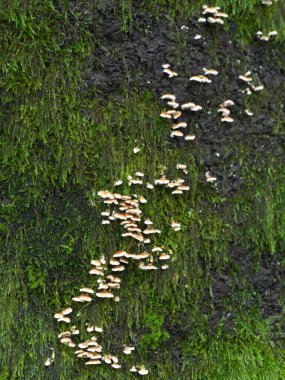 Tokyo, Japonya - 5 Eylül 2021: Yağmurda kiraz ağacındaki küçük Sarunokoshikake veya Polyporaceae 'ye yakın çekim. Her boyutu neredeyse 0.1 - 0.2 inç.