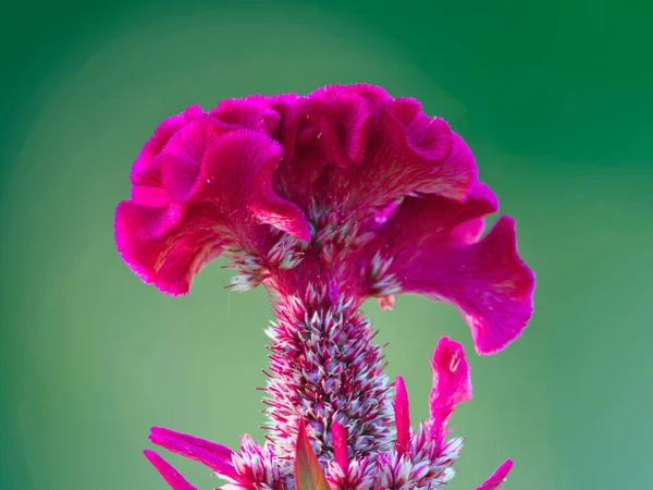 Tokio Japón Septiembre 2021 Peineta Aislada Flor Celosia Cristata — Foto de Stock