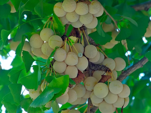 Tokio Japón Septiembre 2021 Nueces Maduras Ginkgo Árbol —  Fotos de Stock