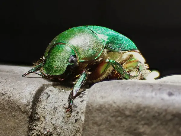 Tokio Japan September 2021 Großaufnahme Des Skarabäuskäfers Oder Mimela Splendens — Stockfoto