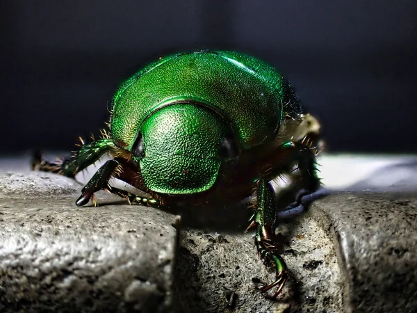 Tokio Japan September 2021 Großaufnahme Des Skarabäuskäfers Oder Mimela Splendens — Stockfoto